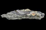 Crocodilian Vertebrae Process - Aguja Formation, Texas #88753-2